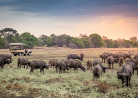 Kafunta River Lodge - South Luangwa